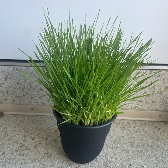 Organic cat grass seeds only - Picture 2 of 2